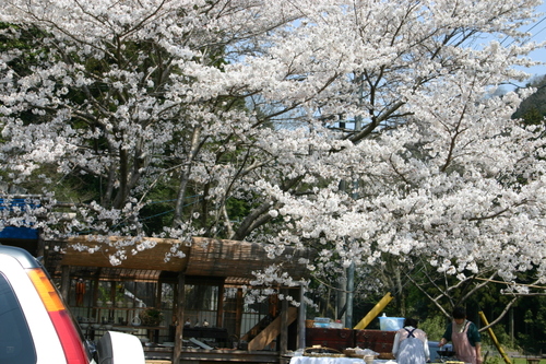 Sakura1